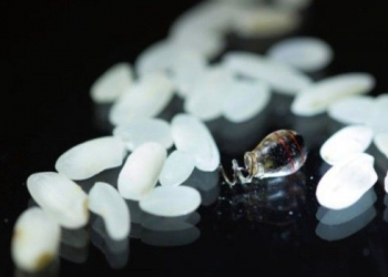 Marca-passo wireless implantado em um coelho