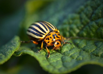 Contra-ataque: plantas controlam pragas modificando seu rna