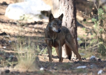Eu vi um lobo