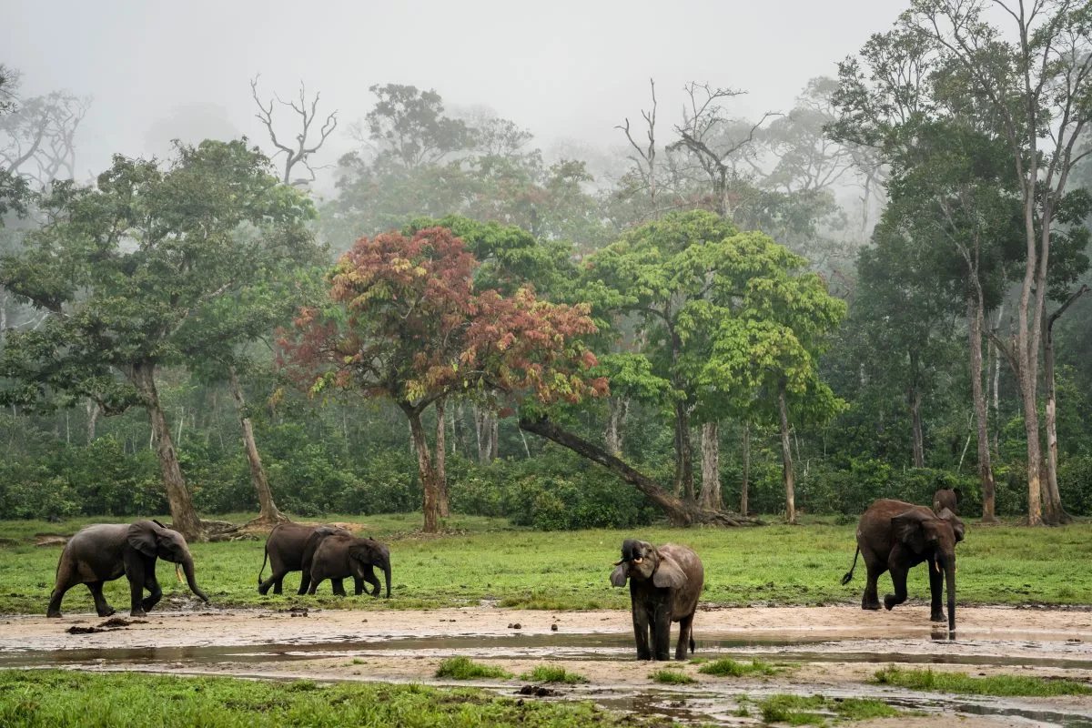 Aplicação da ia na identificação e monitorização dos elefantes africanos