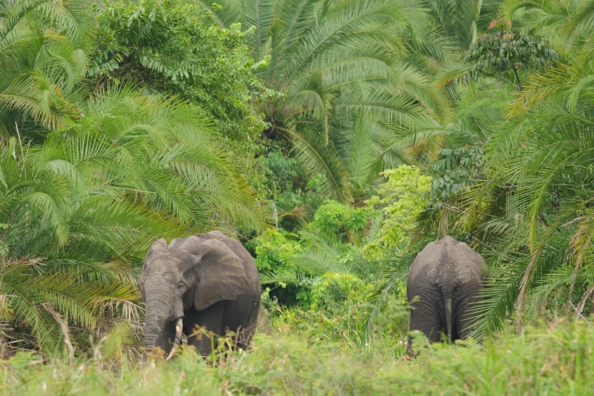 Ibm e wwf combatem a extinção dos elefantes africanos com ia