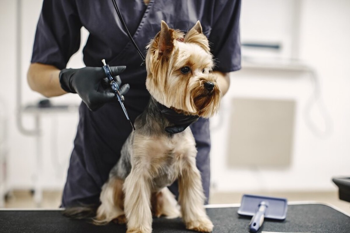 Pet groomer: entenda o papel do especialista no cuidado animal