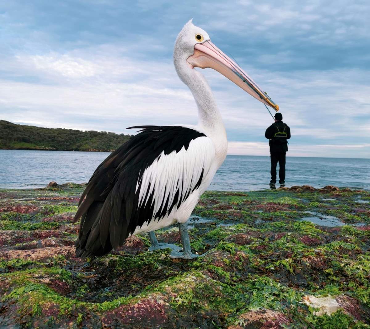 © justin mendoza (filipinas)
“pick a beak” | huawei p30 pro